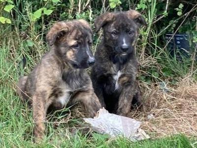 Bernese Mountain Dog x Dutch Shepherd puppies in Cork