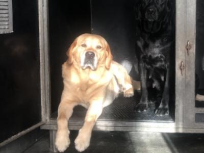 Ikc registered yellow Labrador at stud