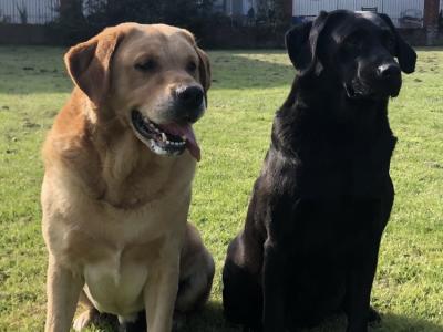Ikc registered yellow Labrador at stud