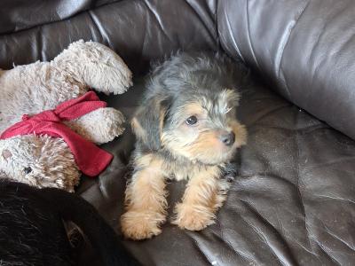 Chihuahua x Shih Zu puppies in Limerick