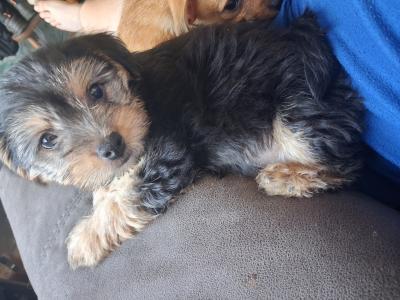Chihuahua x Shih Zu puppies in Limerick
