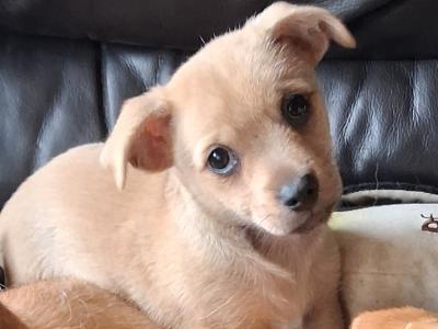 Chihuahua x Shih Zu puppies in Limerick