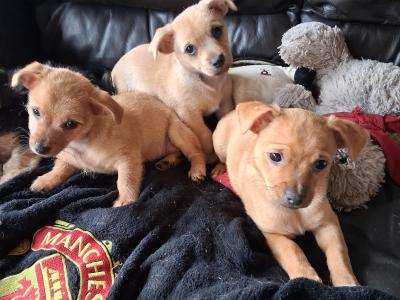Chihuahua x Shih Zu puppies in Limerick