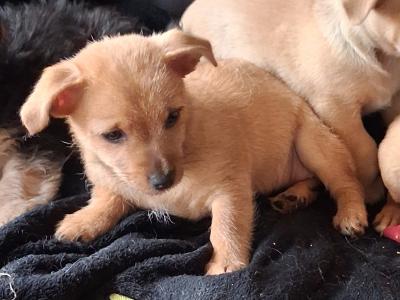 Chihuahua x Shih Zu puppies in Limerick