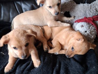 Chihuahua x Shih Zu puppies in Limerick