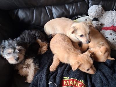 Chihuahua x Shih Zu puppies in Limerick