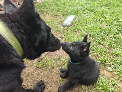 Black Short Coat IKC Registered German Shepherd puppies in Kerry