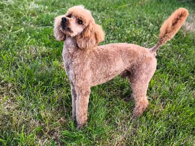 Beautiful Labradoodle puppies in Wicklow