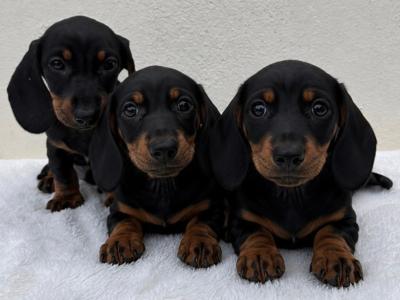 🐾 Miniature Dachshund Puppies 🐾 in Cork