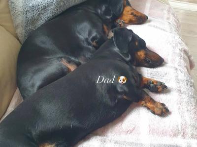 🐾 Miniature Dachshund Puppies 🐾 in Cork