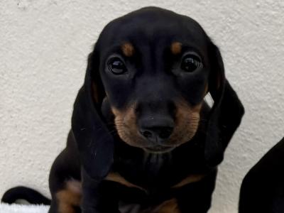 🐾 Miniature Dachshund Puppies 🐾 in Cork