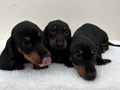 🐾 Miniature Dachshund Puppies 🐾 in Cork