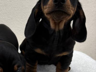 🐾 Miniature Dachshund Puppies 🐾 in Cork