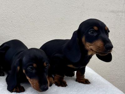 🐾 Miniature Dachshund Puppies 🐾 in Cork