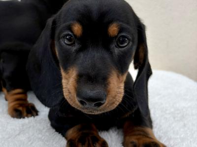 🐾 Miniature Dachshund Puppies 🐾 in Cork