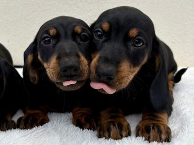 🐾 Miniature Dachshund Puppies 🐾 in Cork