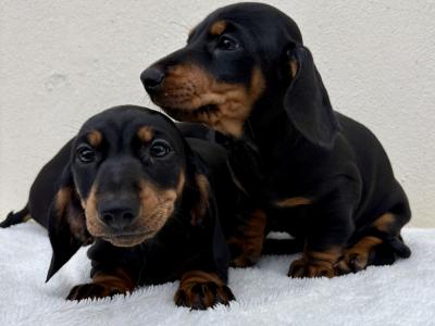 🐾 Miniature Dachshund Puppies 🐾 in Cork