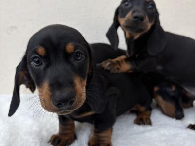 🐾 Miniature Dachshund Puppies 🐾 in Cork