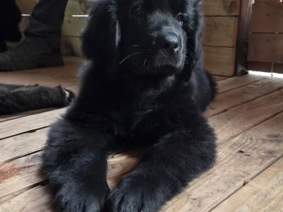 9 week old  Newfoundland puppies in Offaly