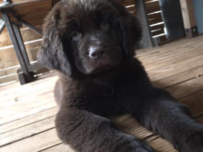 9 week old  Newfoundland puppies in Offaly