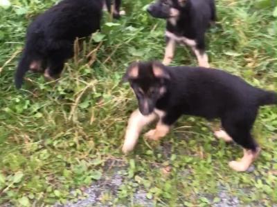 Purebred German Shepherd puppies 🐾 in Donegal
