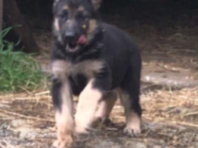 Purebred German Shepherd puppies 🐾 in Donegal