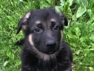 Purebred German Shepherd puppies 🐾 in Donegal