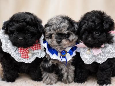 Gorgeous Pomapoo (Pomeranian x Poodle) puppies in Offaly 🩵🩷🩷