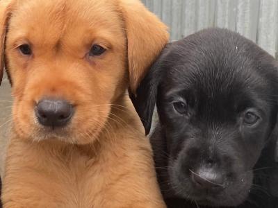 IKC Registered (pending) Labrador puppies with excellent pedigree in Clare
