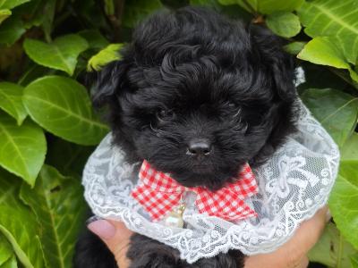 Gorgeous Pomapoo (Pomeranian x Poodle) puppies in Offaly 🩵🩷🩷