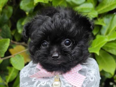 Gorgeous Pomapoo (Pomeranian x Poodle) puppies in Offaly 🩵🩷🩷