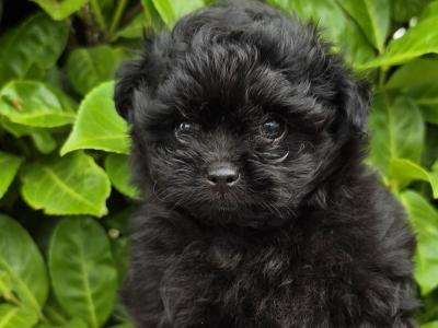 Gorgeous Pomapoo (Pomeranian x Poodle) puppies in Offaly 🩵🩷🩷