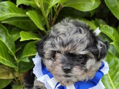 Gorgeous Pomapoo (Pomeranian x Poodle) puppies in Offaly 🩵🩷🩷