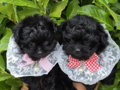 Gorgeous Pomapoo (Pomeranian x Poodle) puppies in Offaly 🩵🩷🩷