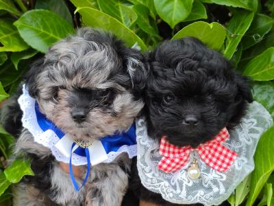 Gorgeous Pomapoo (Pomeranian x Poodle) puppies in Offaly 🩵🩷🩷