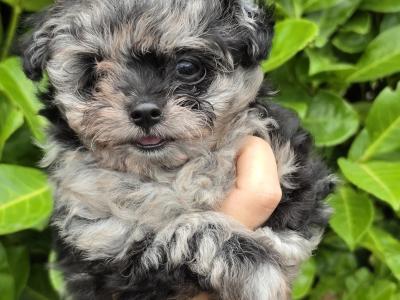 Gorgeous Pomapoo (Pomeranian x Poodle) puppies in Offaly 🩵🩷🩷