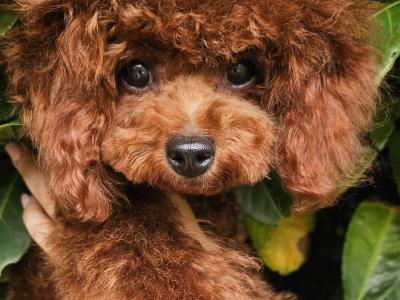 Gorgeous Pomapoo (Pomeranian x Poodle) puppies in Offaly 🩵🩷🩷