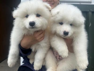 Beautiful IKC Registered Samoyed puppies in Kildare