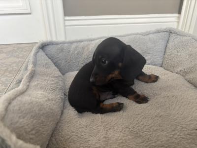 IKC Registered (pending) miniature male Dachshund puppy for sale in Kilkenny