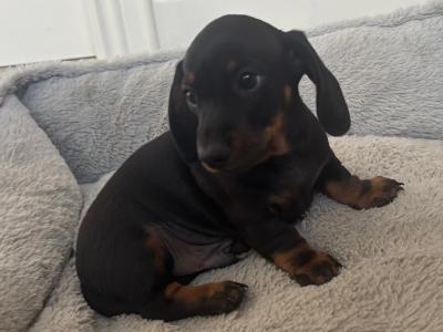 IKC Registered (pending) miniature male Dachshund puppy for sale in Kilkenny