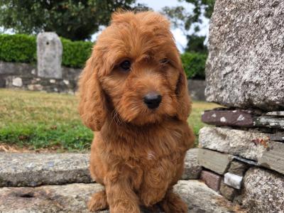 Cockapoo puppies in Wexford
