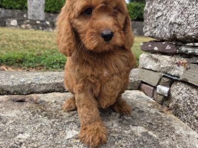 Cockapoo puppies in Wexford