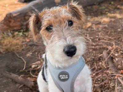 🐾 Playful Purebred Wire Fox Terrier Puppy Ready For Her Forever Home!