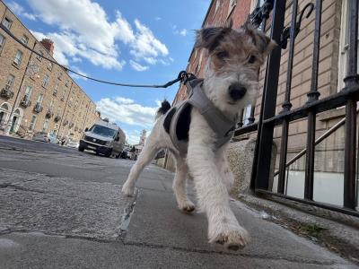🐾 Playful Purebred Wire Fox Terrier Puppy Ready For Her Forever Home!