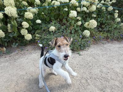 🐾 Playful Purebred Wire Fox Terrier Puppy Ready For Her Forever Home!