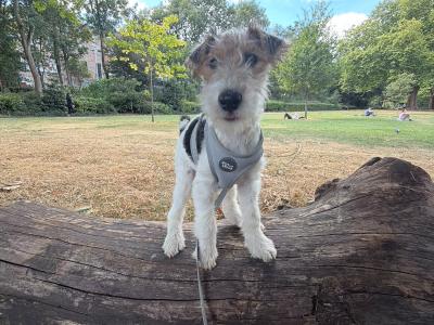 🐾 Playful Purebred Wire Fox Terrier Puppy Ready For Her Forever Home!