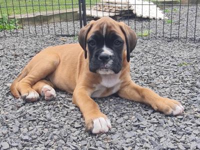 Health tested Quality IKC registered Male
