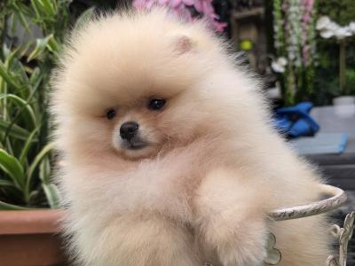 Charming IKC Registered Miniature Pomeranian puppies in Laois
