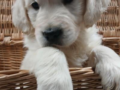 IKC Registered Golden Retriever puppies in Wexford