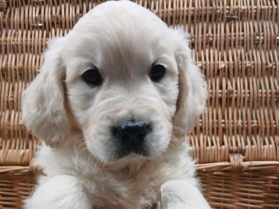 IKC Registered Golden Retriever puppies in Wexford